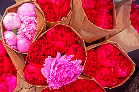 bright background of red and pink blossoming flowersの写真素材