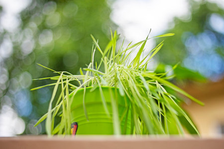 grown grass in a bucket for birds, cats and dogs. Caring for domestic pets, vitamins and proper nutritionの写真素材