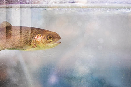 live river trout in an aquarium for sale in the fish department of a supermarketの写真素材