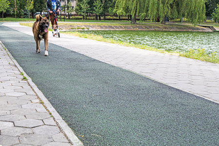 dog on a morning runin front of the owner on a scooter