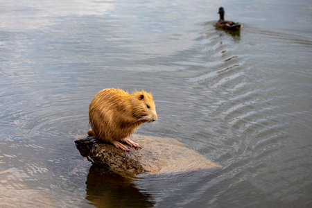 albino nutria sits on a pebble in a lake and cleans its fur with its paws.の写真素材