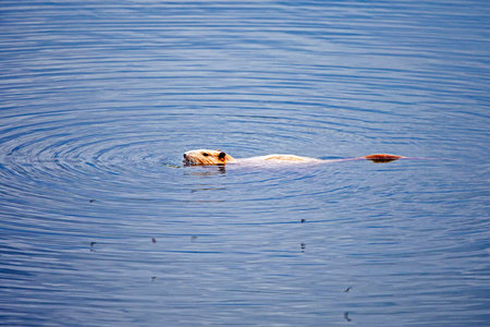 red albino nutria spitting in a lake. Environmental protectionの写真素材