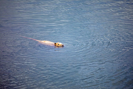 red albino nutria spitting in a lake. Environmental protectionの写真素材