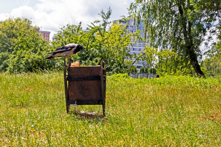gray crow sits on the edge of a trash can looking for food outsideの写真素材