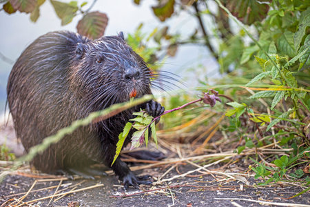 black nutria eats grass holding it with its paws. Wildlife conservation in nature