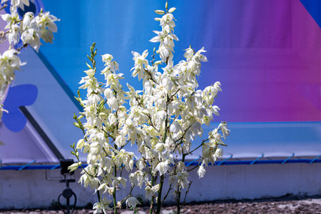 flowering yucca filamentosa on a blue backgroundの写真素材