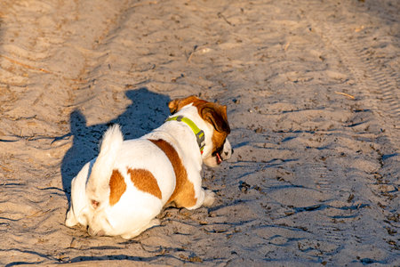 jack russell terrier lies on the path. working dogの写真素材