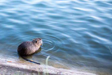 nutria eats carrots with water on the shore of a lakeの写真素材