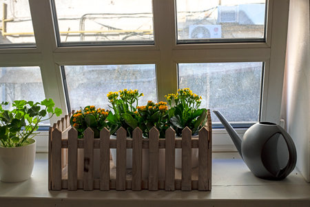 yellow and orange flowers of kalanchoe on the windowsill with an open window. Care and growing flowersの写真素材