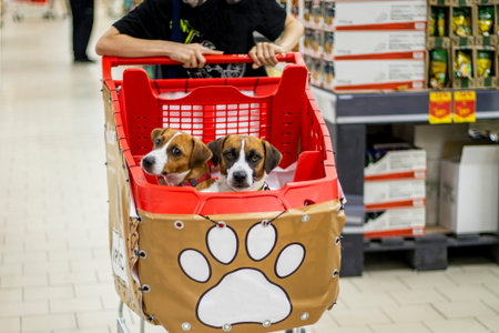 training a pet, dog to a shopping cart in a supermarketの写真素材