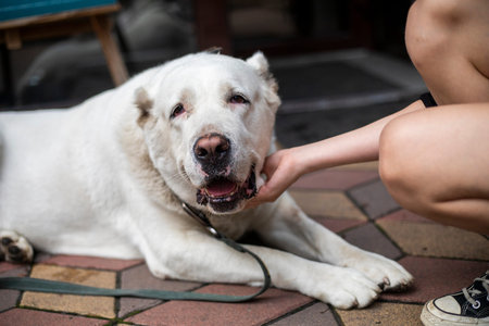 beautiful white alabai being petted by a hand