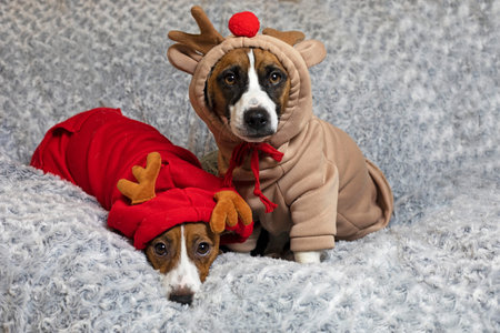 cute pets jack russell terrier puppies in New Year's deer costumes. Merry Christmas and Happy New...