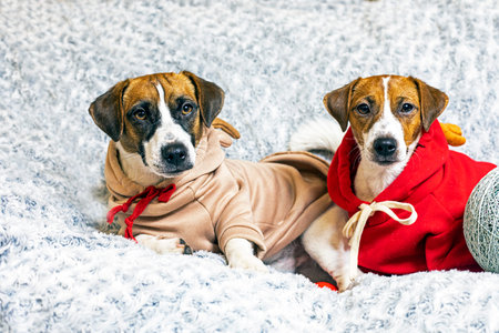 Jack Russell Terrier puppies in New Year's deer costumes. Christmas and New Year with pets