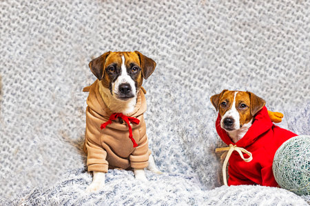 Jack Russell Terrier puppies in New Year's deer costumes. Christmas and New Year with petsの写真素材