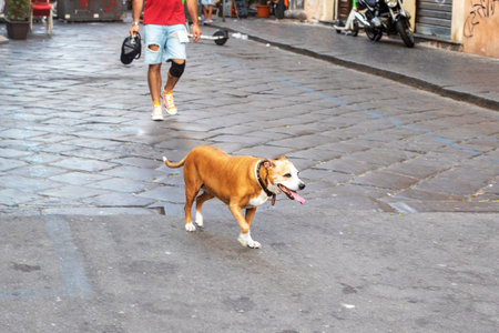 Walking a dog around the city among people without a leash. Obedience lessons.