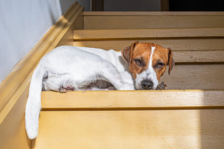 female Jack Russell Terrier dozes and basks in the sun on the steps of the house.の写真素材