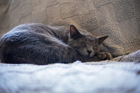 gray Burmese cat sleeps sweetly on a gray blanket on the sofa.