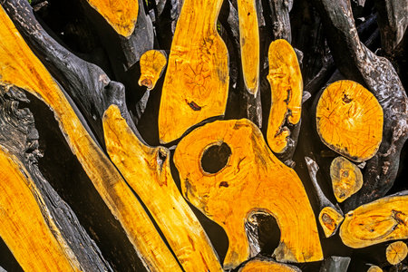 Decorative background with stumps and cut tree branches in the interiorの写真素材