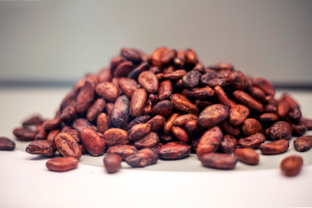 Dried brown cocoa beans on a light background for making chocolateの写真素材