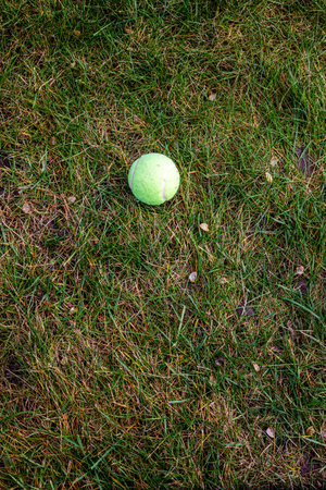 tennis ball on a yellowed lawn. Tennis practice