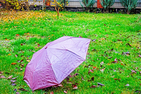 An open raspberry umbrella on the grass in the rain.の写真素材