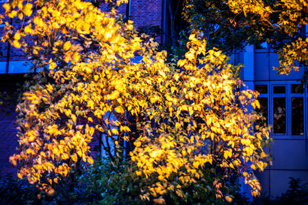 A beautiful bush with yellow leaves near a house with a window in the eveningの写真素材