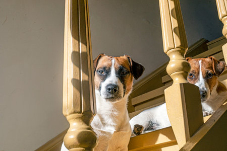 Two funny relaxed dogs, a male and female Jack Russell Terrier, squinting their eyes, basking in the...