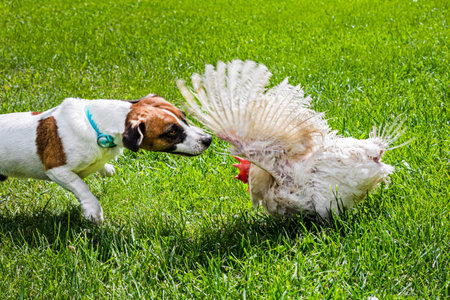 A Jack Russell Terrier sniffs a chicken defending itself on the lawn.