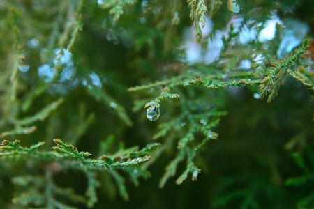 drop on a branch of a coniferous treeの写真素材