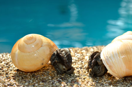 twin snail on the poolの写真素材