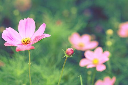 Cosmos flowers vintage focus blurred background.の写真素材