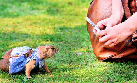 Prairie dog that was caught wearing a party was being filmed by a camera smart phone on the lawn.