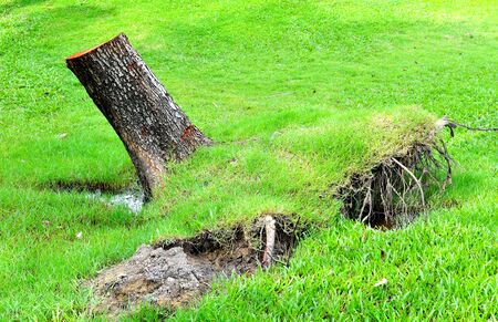 Tree stump on green grass.のeditorial素材