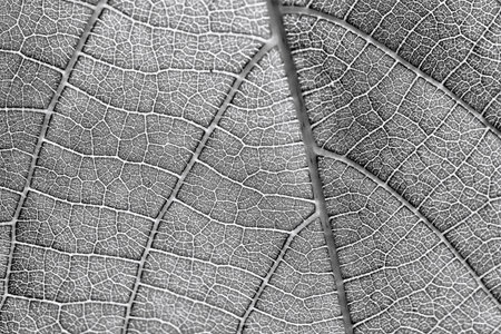 black and white texture more noise leaf pattern