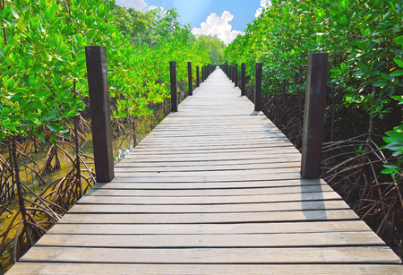 Wooden walkways in mangrove forestの写真素材