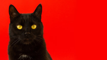 black cat sitting looking at red background symbol of 2023 new year postcard bannerの写真素材