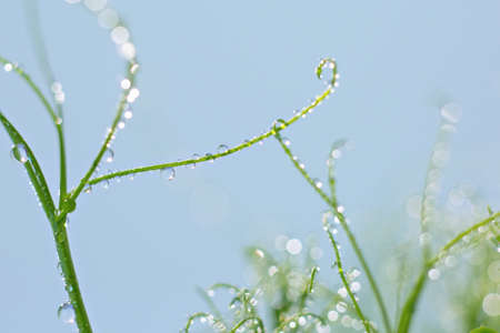 macro shot micro green peas with water drops blur background healthy food concept Microgreen are young vegetable green or sprouts, superfood, eco foodの写真素材