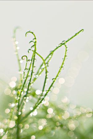 macro shot micro green peas with water drops blur background healthy food concept Microgreen are young vegetable green or sprouts, superfood, eco foodの写真素材