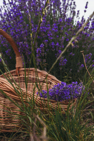Basket with a lavenderの写真素材