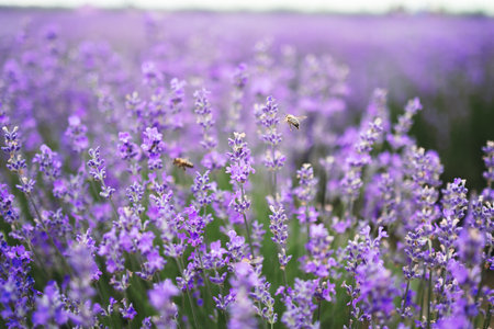 Flowers, bees in the lavender fieldの写真素材