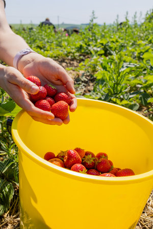A bucket of strawberries.A woman holds strawberries over a bucketの写真素材