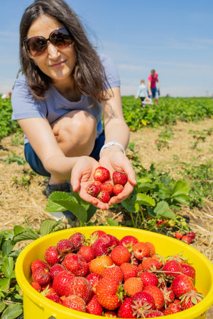 A woman is picking strawberries the field. A bucket of strawberries.の写真素材