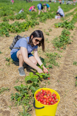A woman is picking strawberries the field. A bucket of strawberries.の写真素材