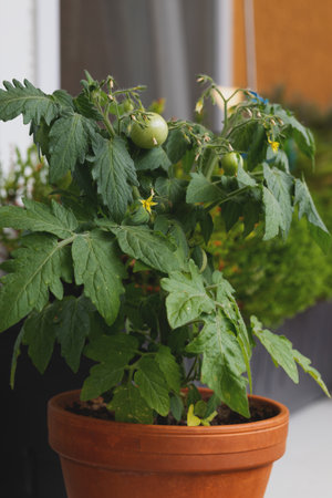 Tomatoes in a pot on the terraceの写真素材