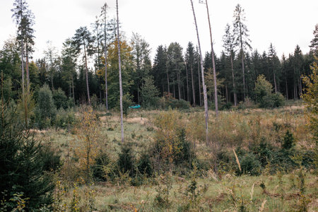 Green vehicle parked in a serene forest clearing surrounded by tall trees and vibrant foliage during autumnの写真素材