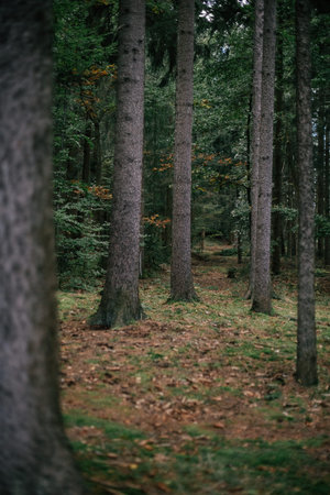 Serene forest pathway lined with tall trees during autumn in a peaceful woodland setting