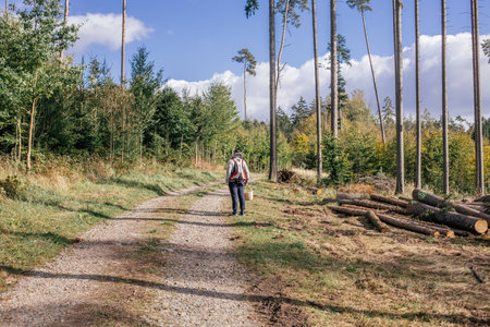 Hiker walking along a forest trail surrounded by tall trees and cut logs in a serene environment during the dayの写真素材