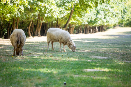 Sheep grazing peacefully in a sunlit park surrounded by trees during a warm afternoonの写真素材