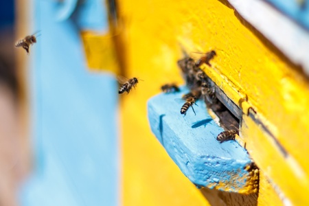 Honey bees before the hive entrance. Honey bees swarming and flying around their beehiveの写真素材