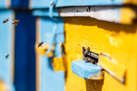 Honey bees before the hive entrance. Honey bees swarming and flying around their beehiveの写真素材